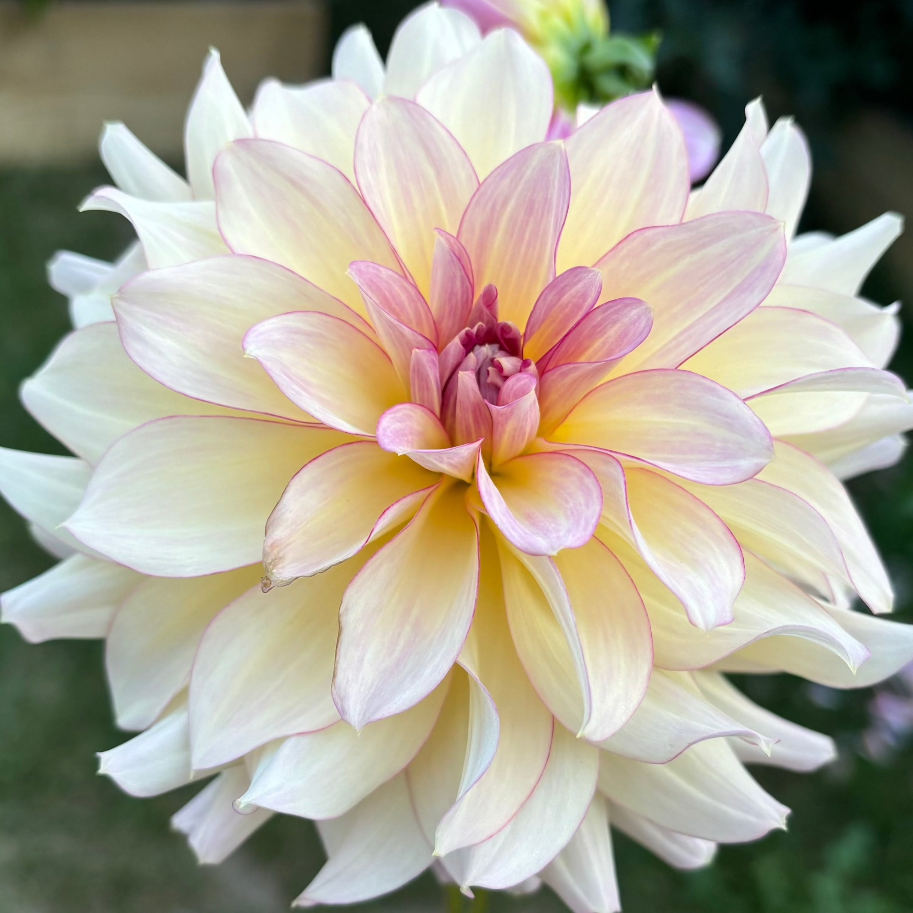 AC Twisp – Saint Clair Blooms LLC